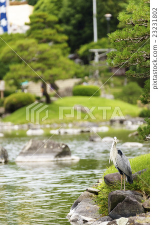 Suizenji Park Suizenji Garden Enhanced by Water Suppression Damaged by the Kumamoto Earthquake Resurrected, spring water springs resurrected Aosagi Hakui 23231802