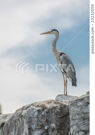 Gray heron 23232059