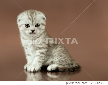 kitten 23232339