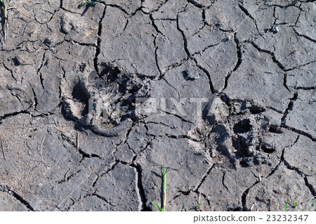 Predator footprints 23232347