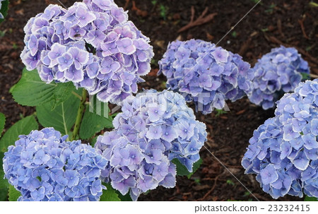 Hydrangea 09 23232415