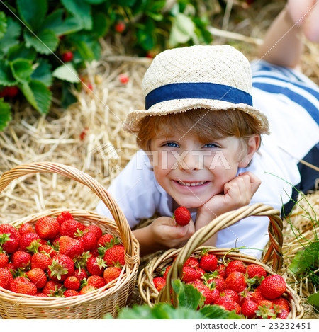 Little kid boy picking strawberries on farm 23232451