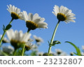 Flowers and sky 23232807