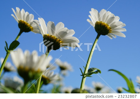 鮮花和天空 鮮花和天空 23232807