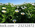 Flowers and sky 23232872
