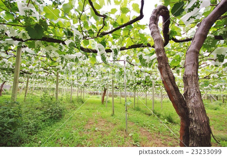 Winery 23233099