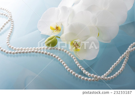 Phalaenopsis orchid  23233187