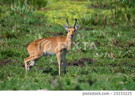 Bohor reedbuk 23233225