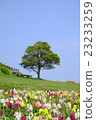 Prairie trees and colorful flowers 23233259