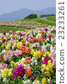 Flower path 23233261