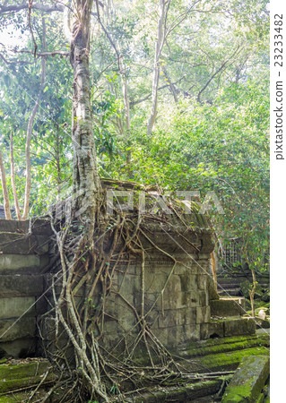 吳哥紀念碑組的Ben-Melia樹 23233482