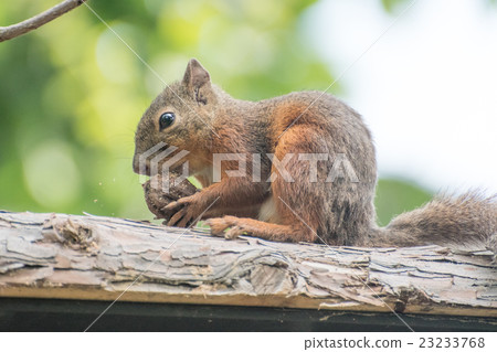 Japanese monkeys Japanese monkeys 23233768
