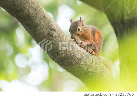 Japanese monkeys 23233769