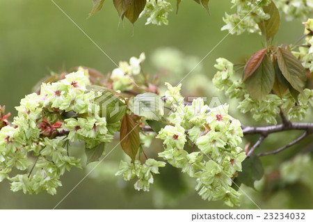 櫻桃樹 櫻桃樹 23234032