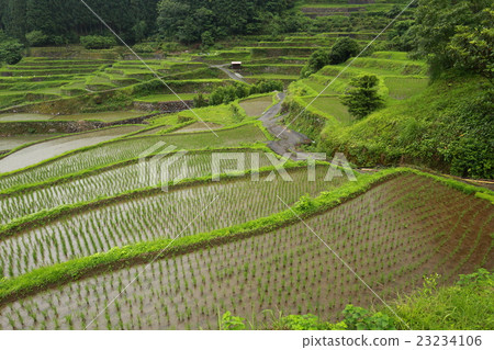 Melane rice paddy 23234106
