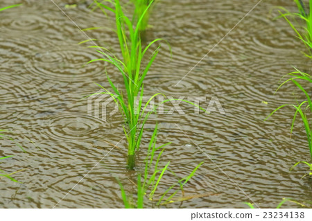 Rice terraced rice fields 23234138