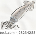 魷魚 23234288