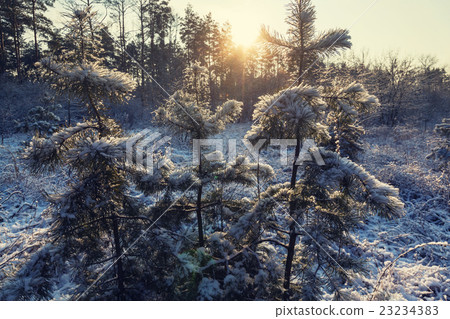 Frozen tree 23234383