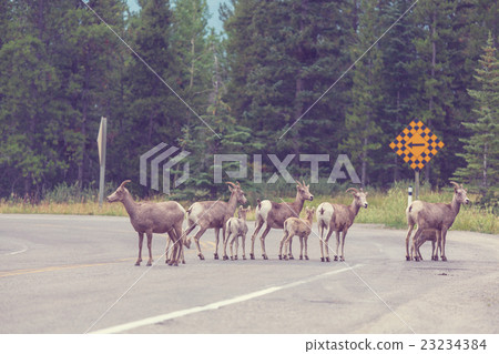 Goat in Canada 23234384