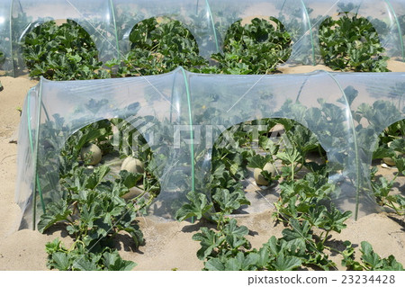 Melon cultivation 23234428