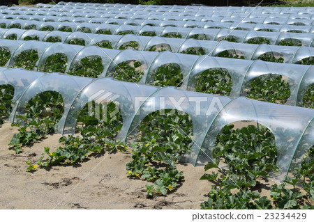 Melon cultivation 23234429