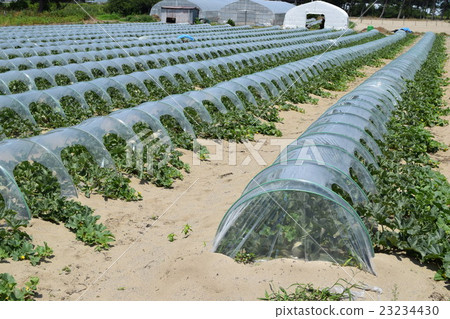 Melon cultivation 23234430