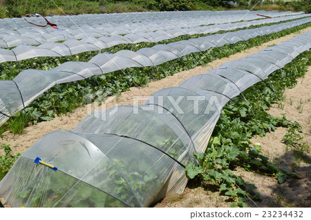 Melon cultivation 23234432