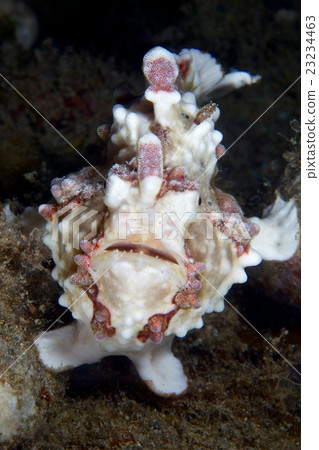 Kumadori Kaeru Ankou 23234463