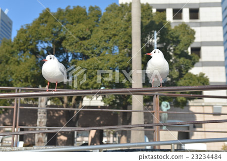 Minato Mirai和Yurikome 23234484