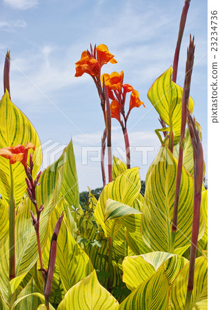 Canna flowers bloom Canna flowers bloom 23234736