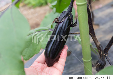 Eggplant (home garden) Eggplant (home garden) 23235411
