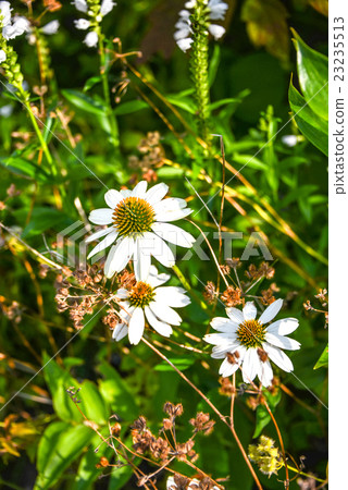 Florets of Asteraceae 23235513
