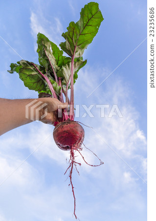 Beats (home garden) Beats (home garden) 23235686