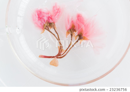 櫻花茶 23236756
