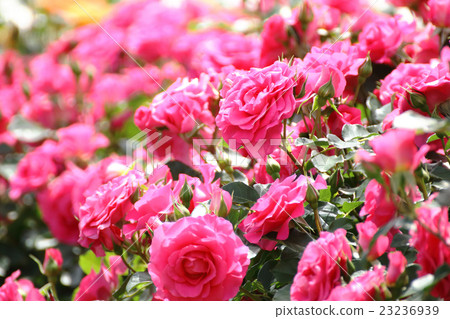 粉紅玫瑰 23236939