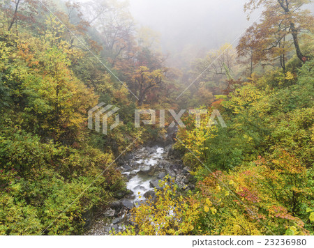 Arimine森林公路的秋天 23236980