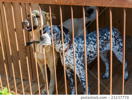 Two dogs at the shelter Two dogs at the shelter 23237778