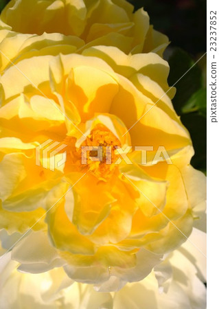 玫瑰（Hermanashi Huang Yae）Sakaki Chikumagawa Rose Park 23237852
