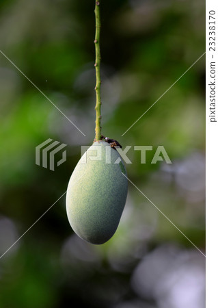 Mango Mango 23238170