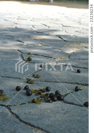 Herbivorous animal feces 23238234