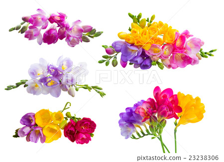 Fresh freesia flowers Fresh freesia flowers 23238306