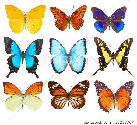 morpho adonis blue butterfly morpho adonis blue butterfly 23238307