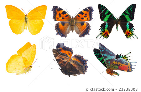 apricot sulphur butterfly apricot sulphur butterfly 23238308