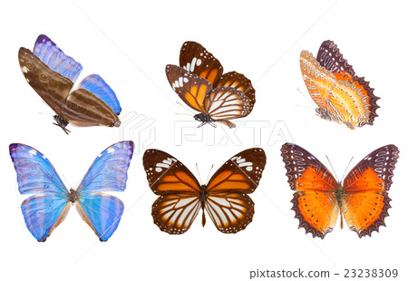 morpho adonis blue butterfly 23238309