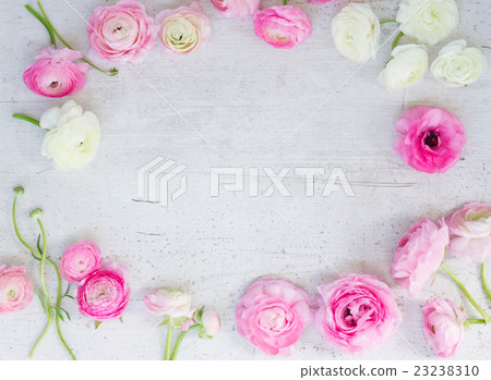 Pink and white ranunculus flowers 23238310