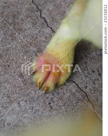 puppy dog with scabies skin treated with medicine 23238812