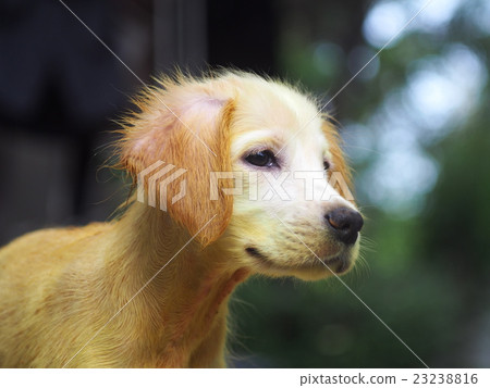 puppy dog with scabies skin treated with medicine 23238816