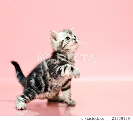 kitten 23239139