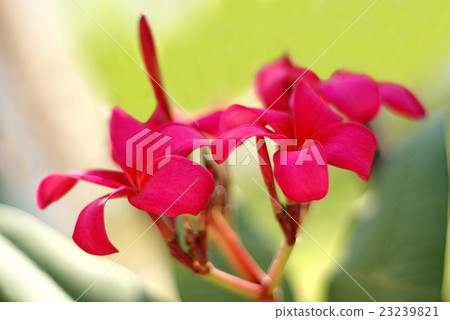 Red Plumeria rubra flower on blurred green garden Red Plumeria rubra flower on blurred green garden 23239821