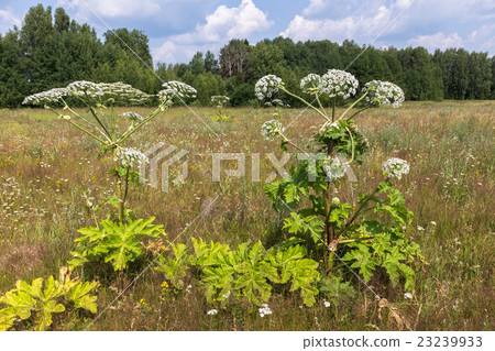 Cow parsnip in summer 23239933